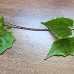 Mikania scandens Fuelha