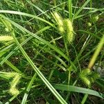 Carex lurida Blüte