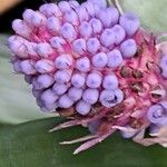 Aechmea gamosepala 花