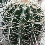 Pachycereus pringlei Leaf