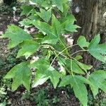 Acer buergerianum Blad