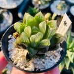 Haworthia cymbiformis Yaprak