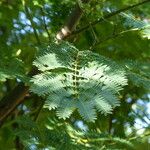 Acacia dealbata 葉