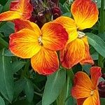 Erysimum × cheiri Floare