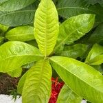 Ixora finlaysoniana Leaf