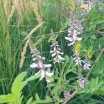 Indigofera amblyantha Blomst