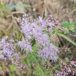 Conoclinium coelestinum Flower