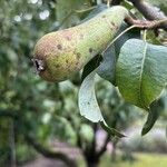 Pyrus communisOwoc