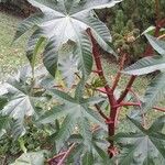 Ricinus communis Alkat (teljes növény)