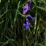 Hyacinthoides non-scriptaKwiat