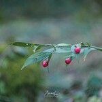 Ruscus hypophyllum Leaf