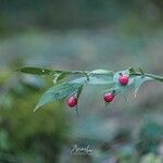 Ruscus hypophyllum Blatt