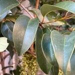 Ligustrum japonicum 葉