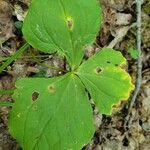 Trillium erectum برگ