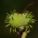 Macaranga corymbosa Fruto
