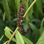 Veronicastrum virginicum Fruit