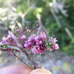 Cuscuta europaea 形态