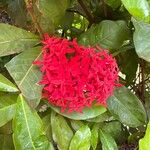 Ixora chinensis Кветка