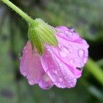 Geranium endressii Õis