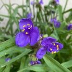 Tradescantia virginianaBlomma