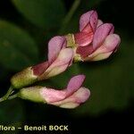 Vicia dumetorum Blomst