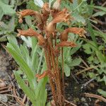 Orobanche fasciculata Blüte