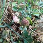 Medicago orbicularis Fruit