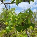 Zanthoxylum clava-herculis Hoja