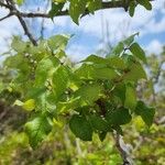 Zanthoxylum clava-herculis Leaf