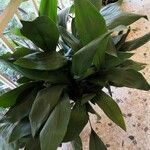 Aspidistra elatiorList