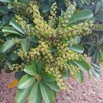 Heptapleurum arboricola Flor