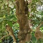 Ficus aspera Corteccia