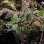 Cerastium pumilum Foglia