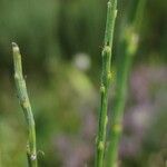 Cytisus oromediterraneus Frunză