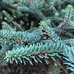 Abies pinsapo Blad