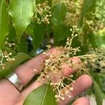 Cinnamomum camphora Квітка