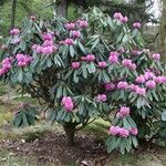 Rhododendron kesangiae Yeri