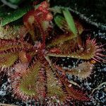 Drosera brevifolia Агульны выгляд