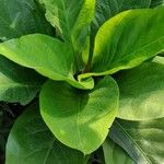 Anthurium jenmanii Leaf