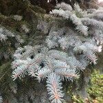 Picea pungens Deilen