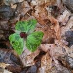 Trillium sessile Alkat (teljes növény)