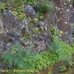 Ferula latipinna Hábito