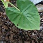 Alocasia macrorrhizos পাতা