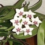 Hoya lanceolata Кветка