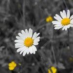 Leucanthemum graminifolium Blüte