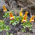 Calceolaria uniflora Blüte