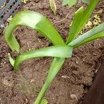 Allium schubertii Leaf