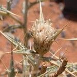 Atractylis serratuloides Flower