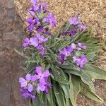 Matthiola maderensis फूल