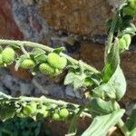 Cynoglossum creticum Fruit